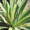 Yucca 'Color Guard' #2 - Image 3